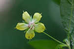 Fringed loosestrife